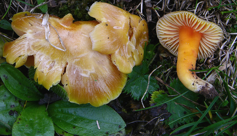 Diverse Hygrocybe da determinare/confermare.